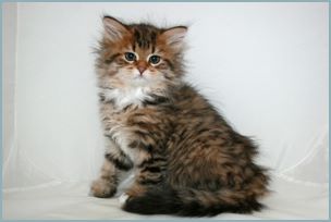 Female Siberian Kitten from Deedlebug Siberians